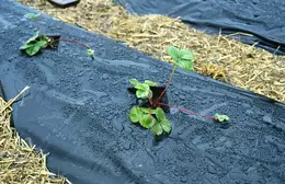 Mansikkamuovi, leveys 1m - Katekankaat - 3940514277932 - 1