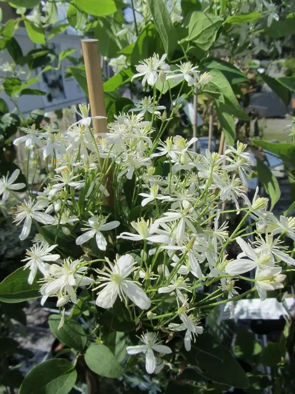 Mantsuriankärhö - Clematikset - 3941413008412 - 1