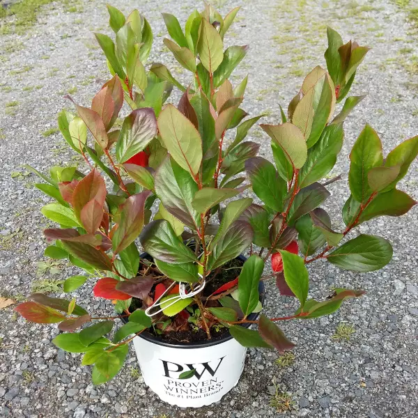 Musta-aronia Revontuli Mound - Astiataimet - 8717191523462 - 1