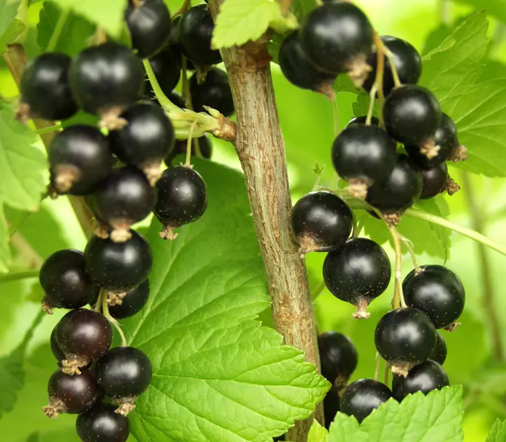 Mustaherukka Mortti FinE® - Herukat - 3940535364802 - 1