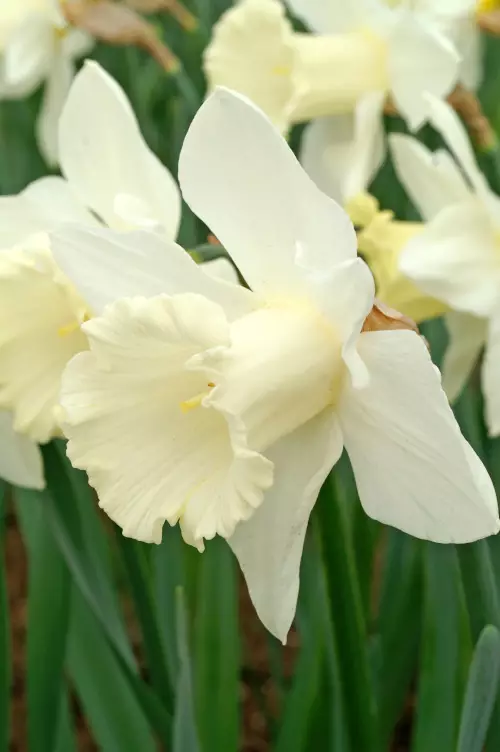 Narsissi `Mount Hood` - Narsissit - 3942586533152 - 1