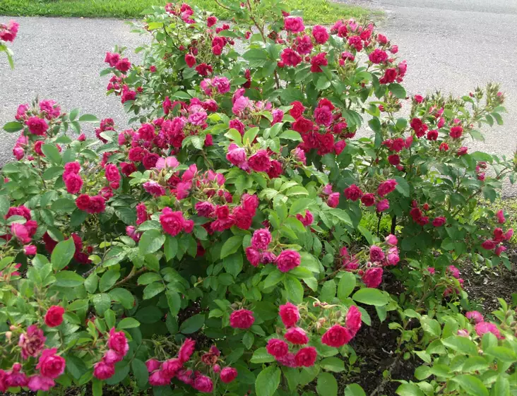 Neilikkaruusu F.J.Grootendorst - Pensasruusut - 3940564044102 - 1