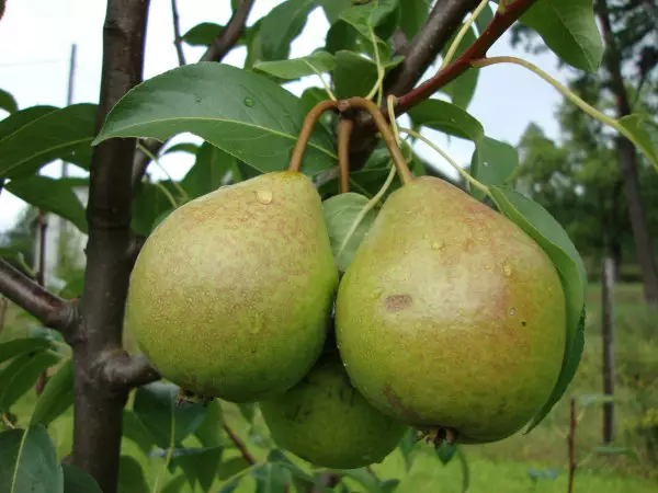 Päärynä Vekovaja 150-200 - Päärynät - AB10010010482 - 1