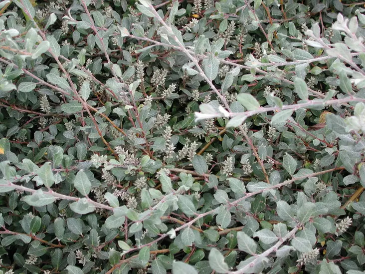 Paljakkapaju Haltia FinE® - Astiataimet - 3940523692382 - 1