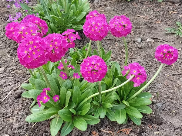 Palloesikko Rubin Selection - Perennat - 6418362102142 - 1