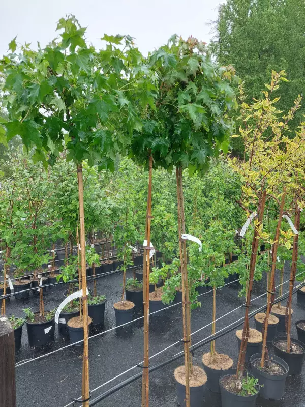 Pallovaahtera runko 180 - Lehtipuut - AB10010011282 - 1