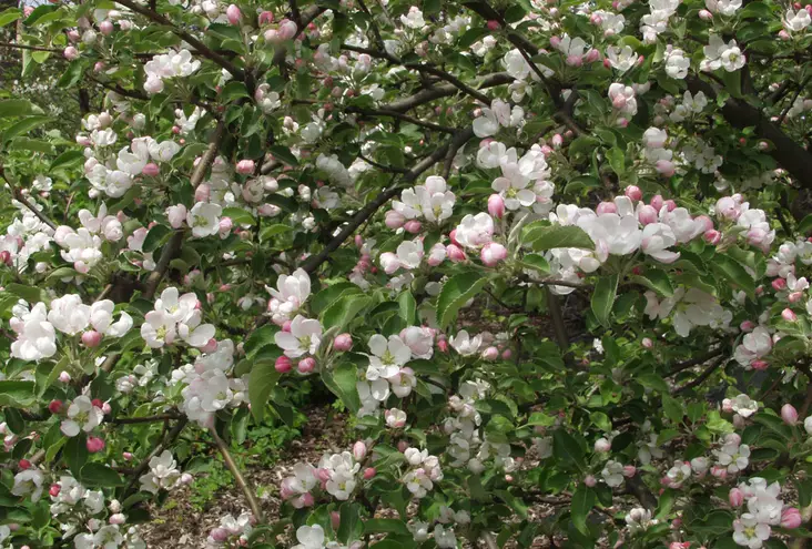 Paratiisiomena Erstaa 150-200 cm - Koristeomenapuut - 3940525121552 - 1