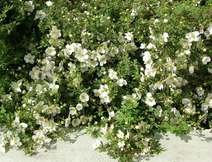 Pensashanhikki Abbotswood - Astiataimet - 3940516128782 - 1