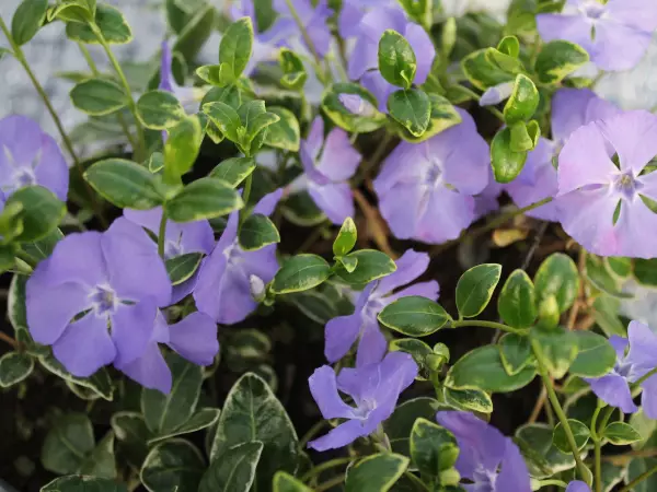 Pikkutalvio Ralph Shugert - Perennat - 6417481281752 - 1