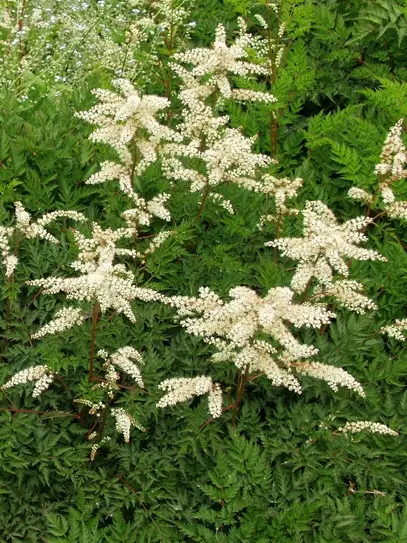 Pikkutöyhtöangervo - Perennat - 6430019380192 - 1