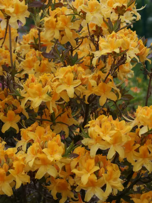 Puistoatsalea Onnimanni FinE® - Atsaleat - 3940526096842 - 1