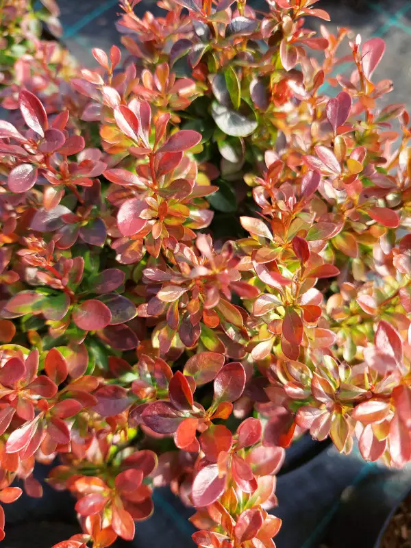 Purppurahappomarja Bagatelle - Astiataimet - AB10010010962 - 1