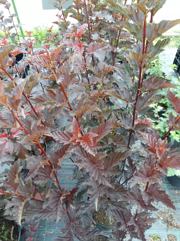 Purppuraheisiangervo Red Baron - Astiataimet - AB00000000132 - 1