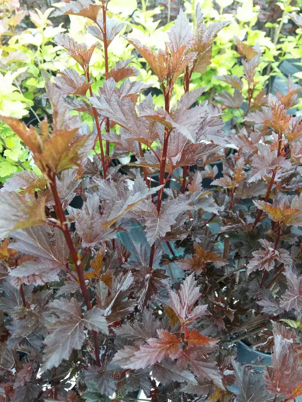 Purppuraheisiangervo Summer Wine - Astiataimet - 3948135239582 - 1