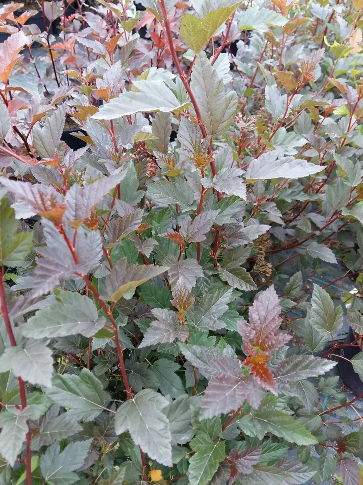 Purppuraheisiang. Tiny Wine ® - Astiataimet - AB00000000062 - 1