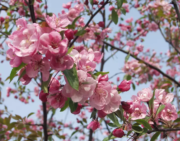 Purppuraomenapuu Aamurusko 150-200 cm - Koristeomenapuut - 3940525119672 - 1