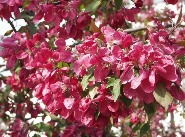 Purppuraomenapuu Linnanmäki 150-200 cm - Koristeomenapuut - 3940525124492 - 1