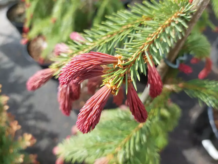 Purppurasurukuusi Punapaula - Kuuset - AB10010011992 - 5