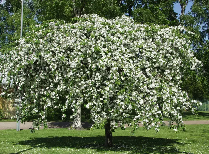 Rautatieomenapuu - Riippapuut - AB10010011912 - 1