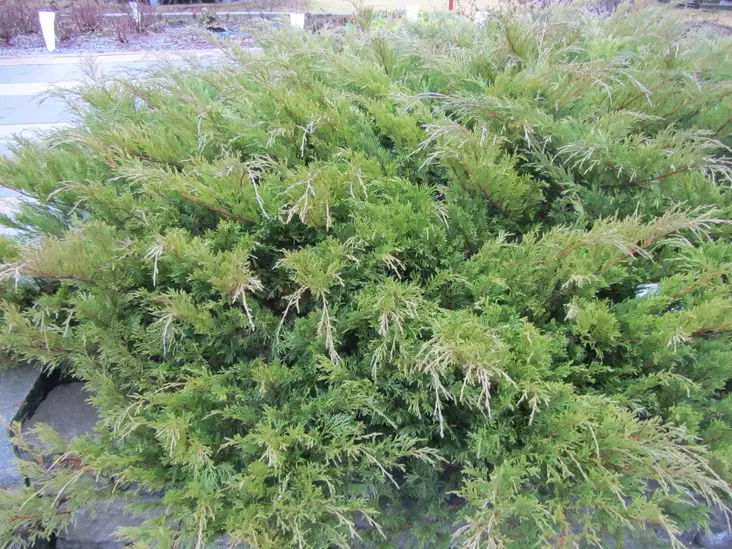 Rohtokataja - Katajat - AB10010011962 - 1