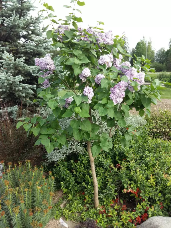 Rungollinen jalosyreeni Katherine Havemeyer - Pikkupuut / rungolliset pensaat - AB10010011932 - 10