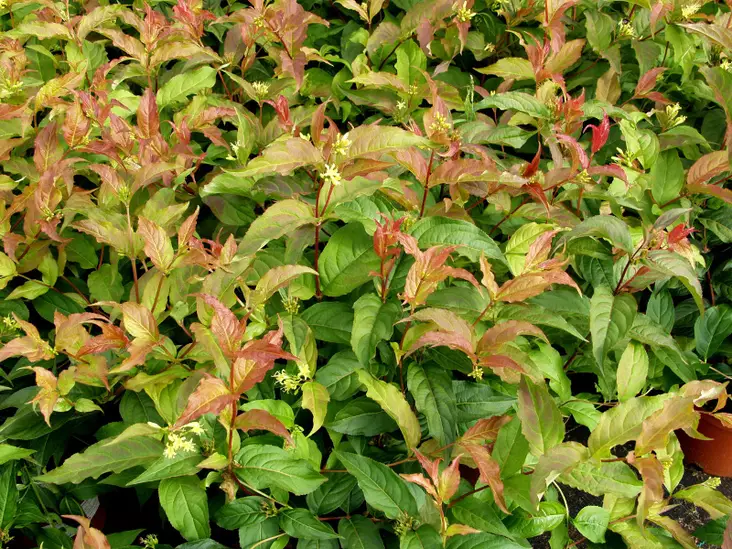 Rusovuohenkuusama Rusko FinE® - Astiataimet - 3941355659062 - 1