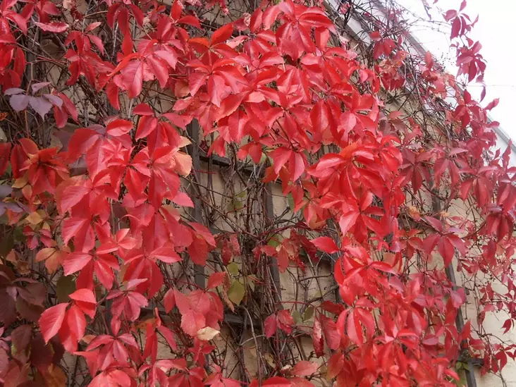 Säleikkövilliviini - Muut köynnökset - AB10010012351 - 1