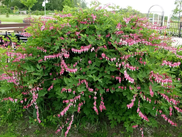 Särkynytsydän - Perennat - 6417481270442 - 1