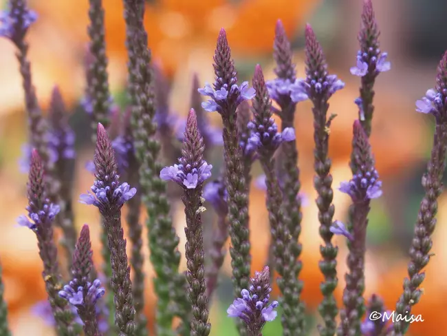 Tähkäverbena Blue Spires - Perennat - AB10010012082 - 1