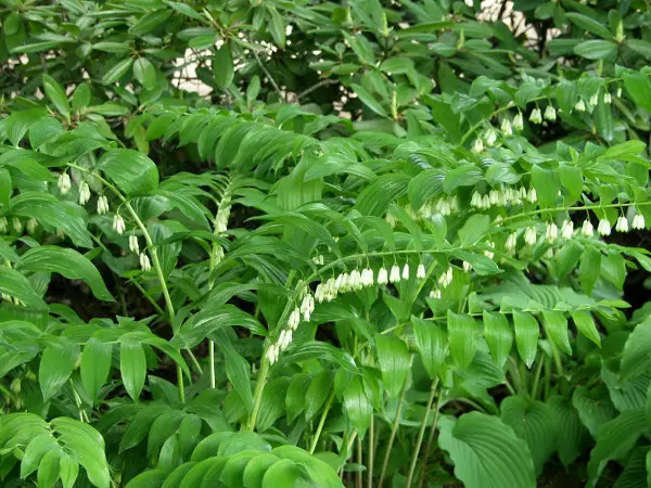 Tarhakalliokielo - Perennat - AB10010012212 - 1