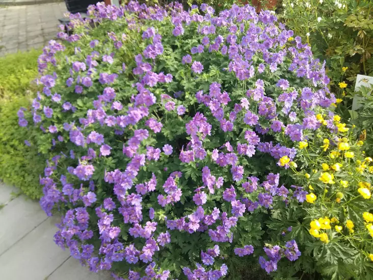 Tarhakurjenpolvi - Perennat - 6417481276352 - 1