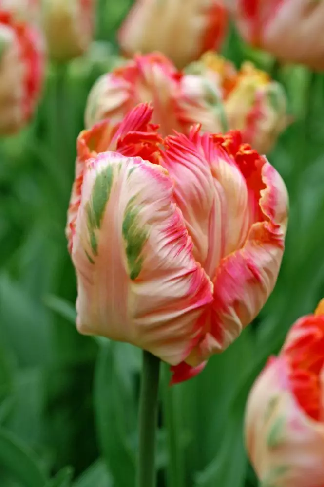 Tulppaani `Apricot Parrot` - Tulppaanit - AB10010011862 - 1