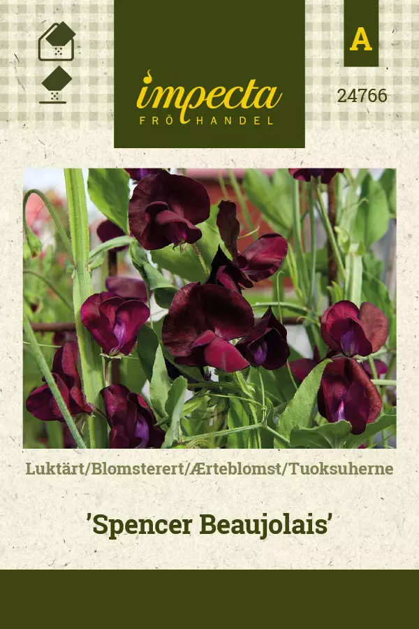 Tuoksuherne siemen - Annossiemenet - 7332756247662 - 1