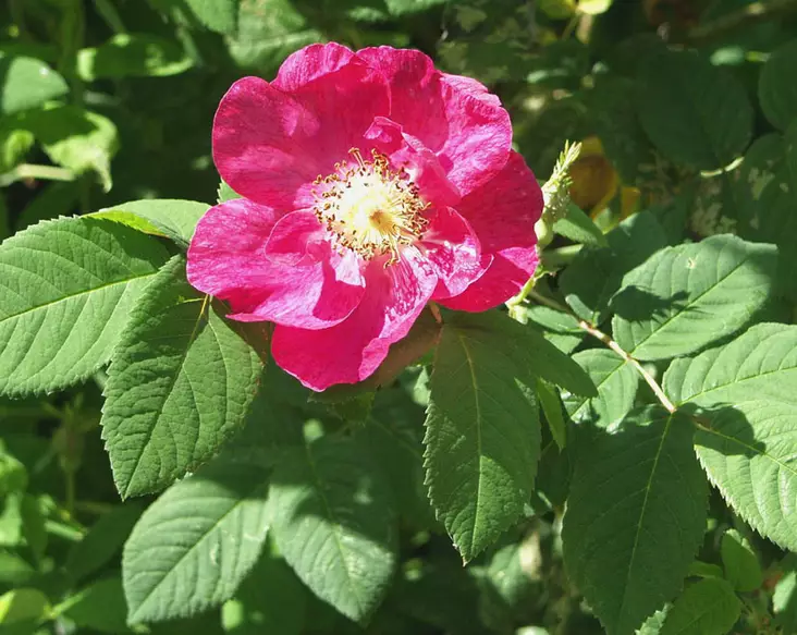 Valamonruusu - Pensasruusut - 3940564021912 - 1