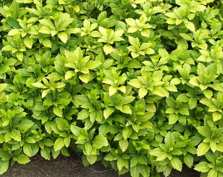 Varjoyrtti - Perennat - 6430019381472 - 1