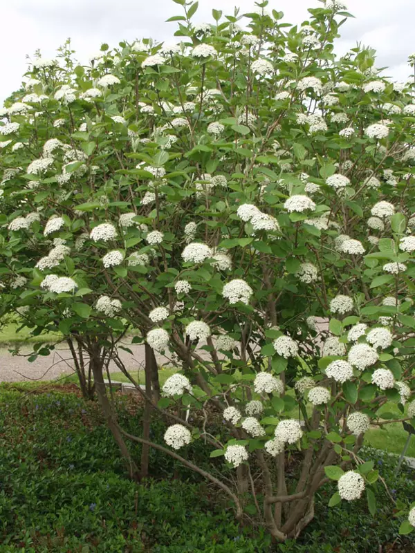 Villaheisi - Astiataimet - 3945333438182 - 1