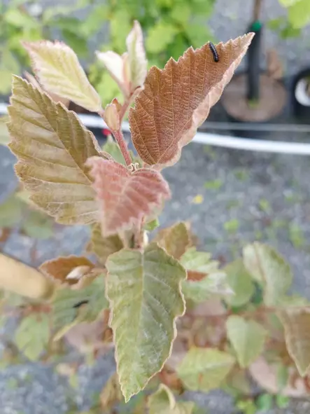 Punaharmaaleppä - Lehtipuut - AB10010010893 - 1