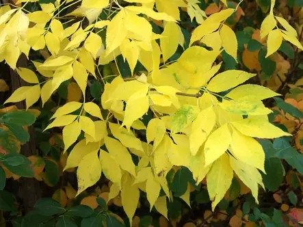 Lehtosaarni - Lehtipuut - AB10010012223 - 2