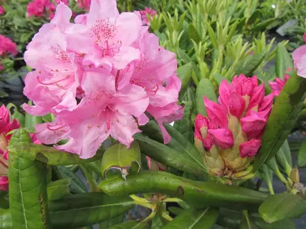 Alppiruusu Haaga 25-40 - Alppiruusut - 3940526087093 - 1