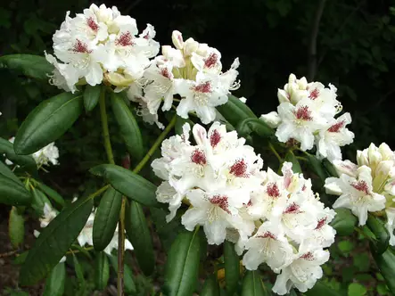 Alppiruusu P.M.A Tigerstedt FinE® 30-40 - Alppiruusut - AB10010011353 - 1