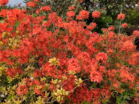 Gentinatsalea Aamurusko FinE® 30-40 - Atsaleat - 3940596040073 - 2