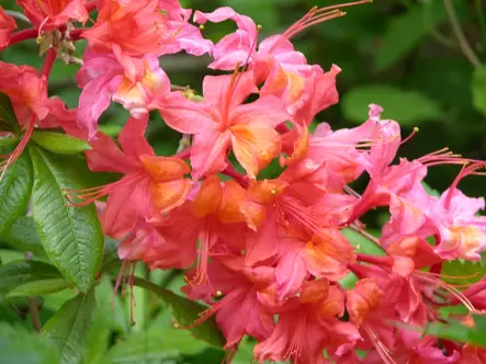 Gentinatsalea Aamurusko FinE® 30-40 - Atsaleat - 3940596040073 - 1