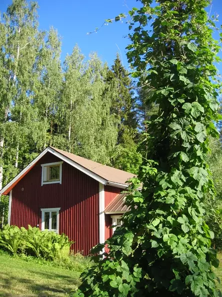 Humala - Muut köynnökset - 3940535261293 - 1