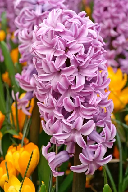 Hyasintti `Splendid Cornelia` - Muut - AB10010012353 - 1