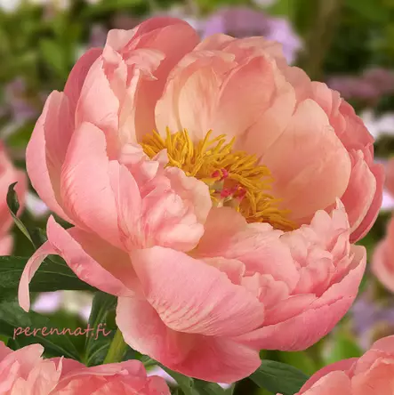 Hybridipioni Coral Charm - Pionit - AB00000000153 - 1