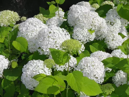 Jumbo pallohortensia Annabelle - Jumbotaimet - 3946463109263 - 1