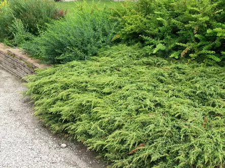 Kääpiökataja Repanda - Katajat - AB10010011953 - 1