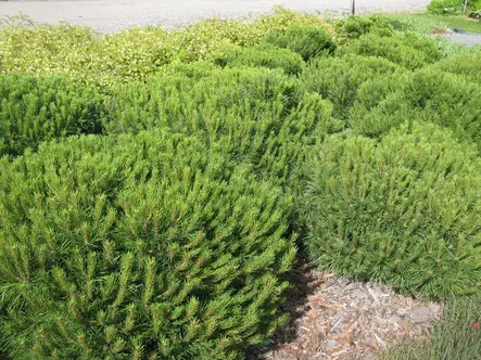 Kääpiövuorimänty Pumilio - Männyt - AB10010012133 - 1