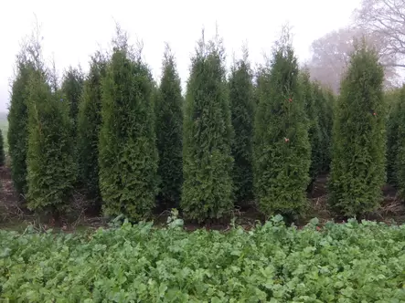 Kartiotuija King of Brabant - Tuijat - AB10010011823 - 2