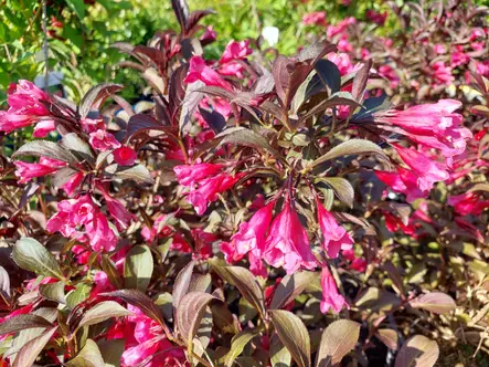 Komeakotakuusama Alexandra - Astiataimet - AB10010011503 - 1